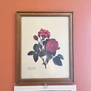 Antique Rose Framed Print